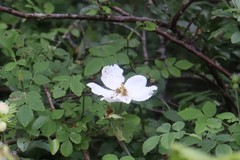Rosa corymbifera