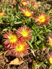 Delosperma nubigenum