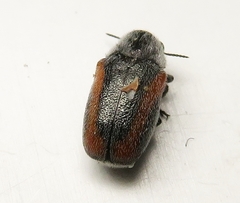 Coleothorpa vittigera