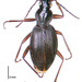 Ctenognathus adamsi - Photo (c) Landcare Research New Zealand Ltd.,  זכויות יוצרים חלקיות (CC BY)
