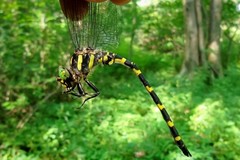 Cordulegaster erronea