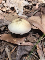 Amanita