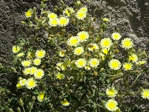 Common Andryala
