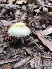 Amanita
