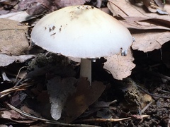 Amanita