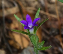 Githopsis specularioides