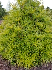 Sciadopitys verticillata