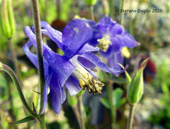 Aquilegia dumeticola