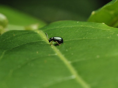 Aphthona