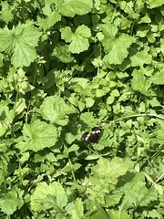 Limenitis lorquini ilgae