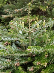 Abies koreana