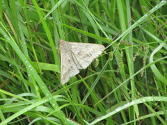 Lepidoptera