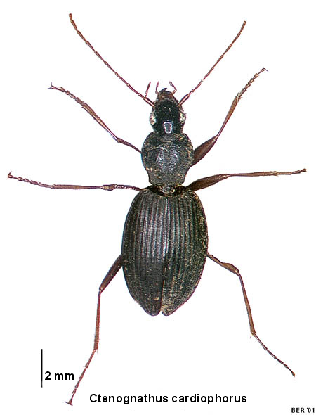 Ctenognathus cardiophorus