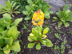 Primula bulleyana