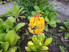 Primula bulleyana