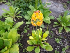 Primula bulleyana
