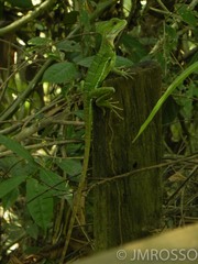 Basiliscus galeritus