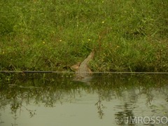 Caiman crocodilus fuscus