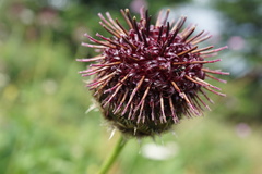 Centaurea kotschyana