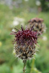 Centaurea kotschyana