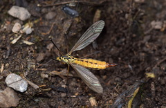 Nephrotoma flavescens