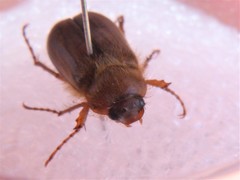 Amphimallon assimile