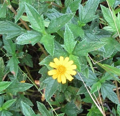Sphagneticola trilobata