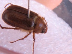 Amphimallon assimile