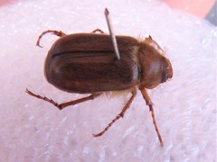 Amphimallon assimile