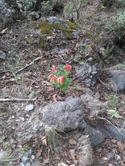 Spigelia speciosa