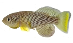 Turquiose Killifish photo 1