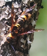 Eriotremex formosanus