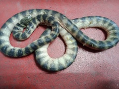 Hydrophis cyanocinctus