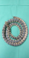 Hydrophis cyanocinctus