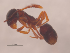 Hypoponera