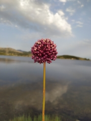 Allium ampeloprasum