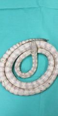 Hydrophis cyanocinctus