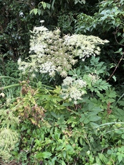 Angelica dahurica formosana