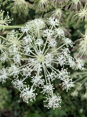 Angelica dahurica formosana