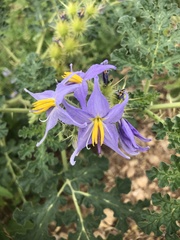 Solanum citrullifolium
