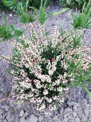 Calluna
