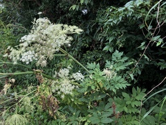 Angelica dahurica formosana