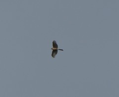 Accipiter cooperii