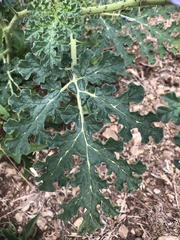 Solanum citrullifolium
