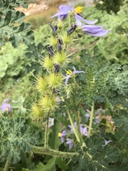 Solanum citrullifolium