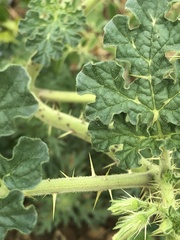 Solanum citrullifolium