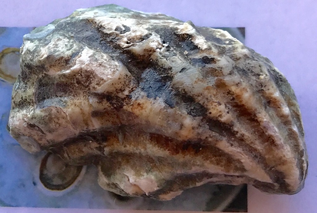 Cupped Oysters