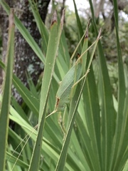 Lea floridensis