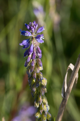 Polygala wolfgangiana