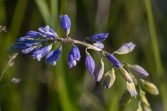 Polygala wolfgangiana